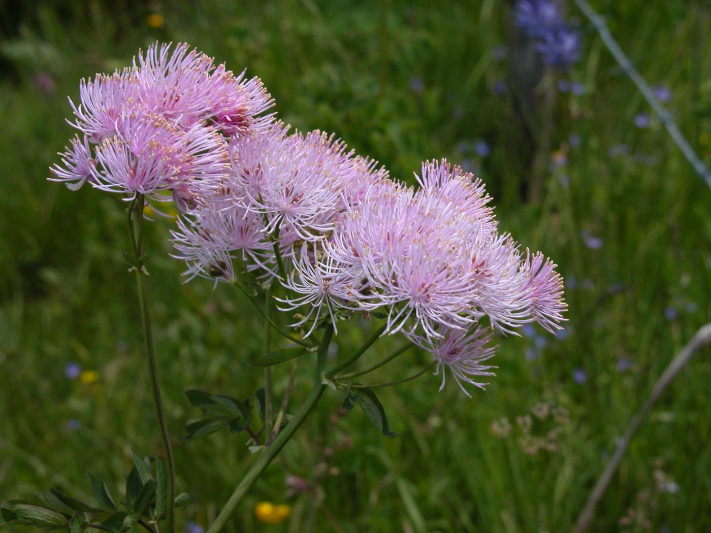 Meadow Rue flower